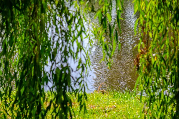 View River Sun Green Leaves Weeping Willow — Stock Photo, Image