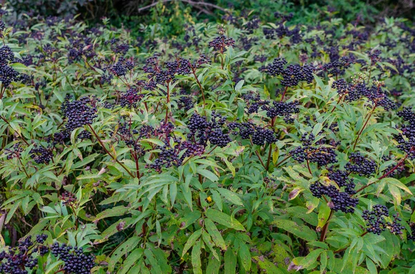 Black Ripe Elderberry Bushes Forest Early Autumn Wild Nature — Stock Photo, Image