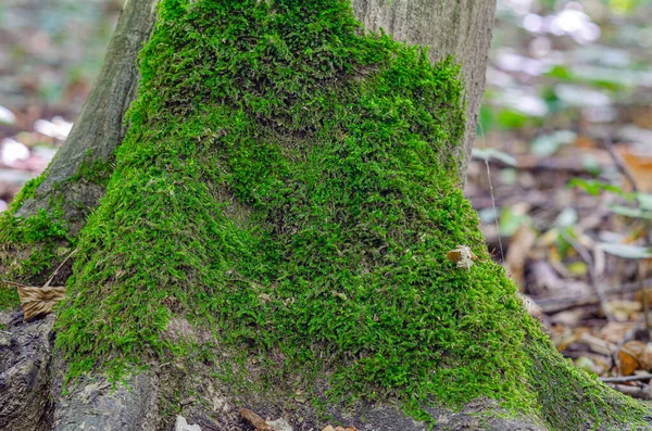 森林里树皮上有美丽的绿色苔藓 秋天的香气 壁纸照片 — 图库照片