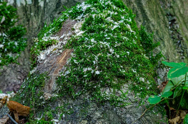 森林里树皮上有美丽的绿色苔藓 秋天的香气 壁纸照片 — 图库照片
