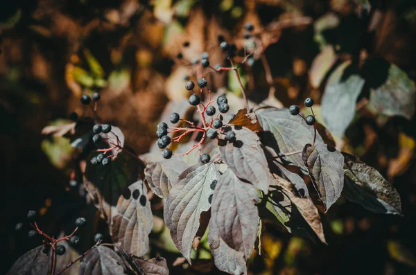 Shrub with black berries and dark leaves lit by sun in woods.