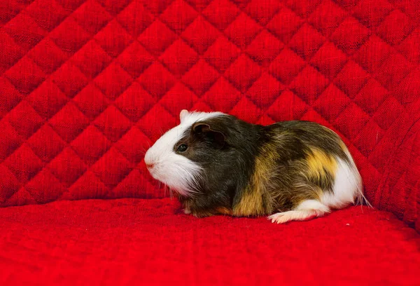 Cute Hairy Pet Red Background Tricolor Guinea Pig — Stock Photo, Image