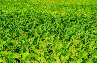 Soya fasulyesi tarlası. Yeşil yaprakların arka planı. Büyüyen baklagiller