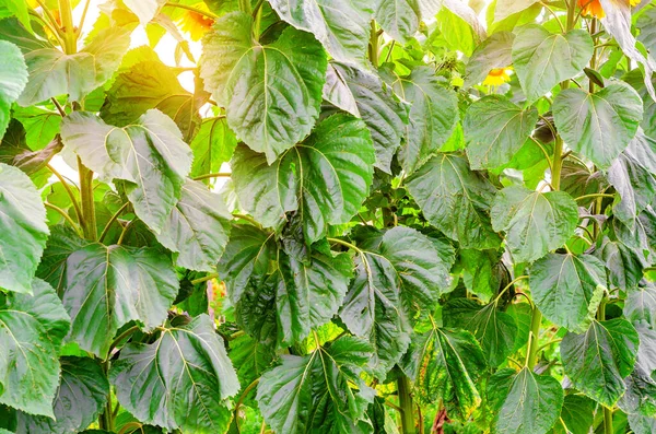 Sonnenblumenstämme Mit Großen Grünen Blättern Grün Hinterlässt Hintergrund Nahaufnahme Florale — Stockfoto