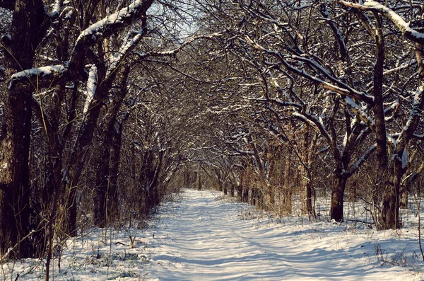 Weiße Schneebedeckte Straße Apfelgarten Bäume Schnee Schatten Der Bäume — Stockfoto