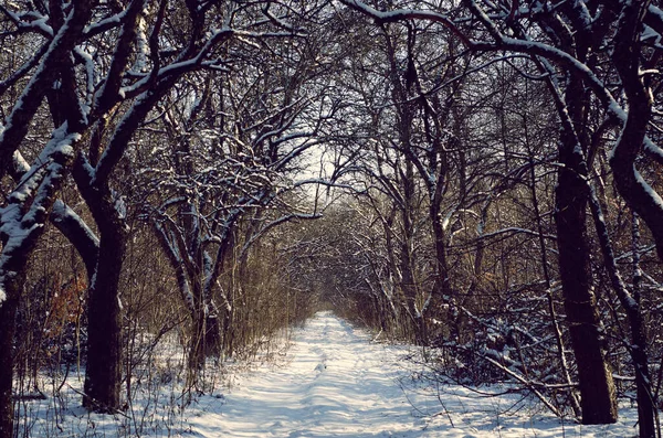 冬雪的花园 雪地里的苹果树 冬季景观 — 图库照片