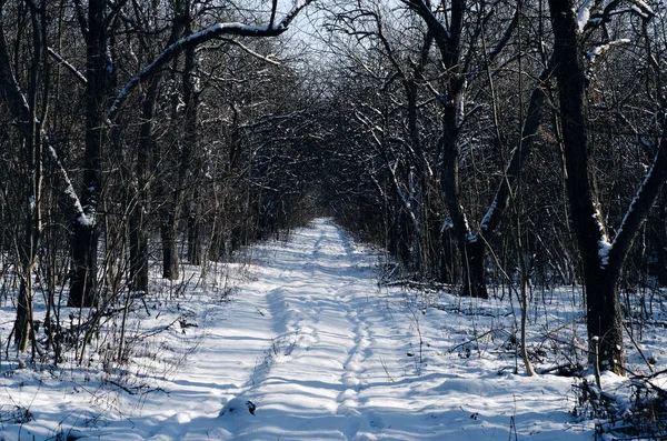 Wintertag Garten Verschneite Straße Blattlose Apfelbäume Sind Mit Schnee Bedeckt — Stockfoto