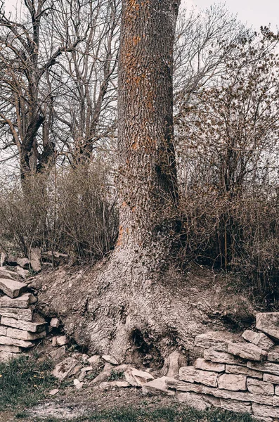 一望无际的石墙那棵大树的根穿过石墙长了出来 — 图库照片
