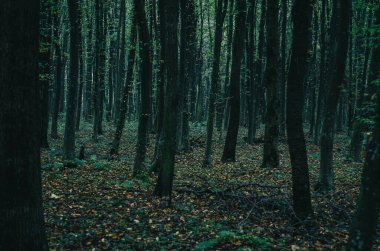 Sonbahar karanlık ormanı. Gölgeli uzayda ağaç gövdeleri. Sonbahar depresyonu. Gölgelerle kaplı mistik ormanın manzarası.