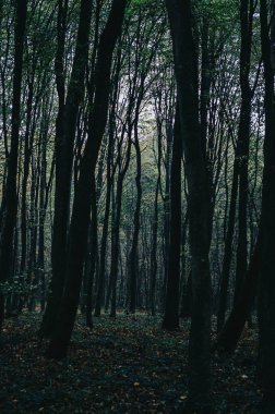 Sonbahar karanlık ormanı. Gölgeli uzayda ağaç gövdeleri. Sonbahar depresyonu. Gölgelerle kaplı mistik ormanın manzarası.