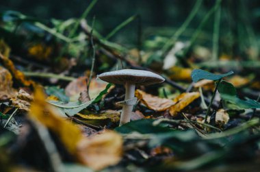 Sarı yapraklı beyaz mantar. Sonbahar ormanı. Bulanık arkaplan.
