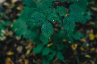 Karanlık ormanda dalda yeşil yapraklar var. Sonbahar fotoğrafı. Bulanık arkaplan.