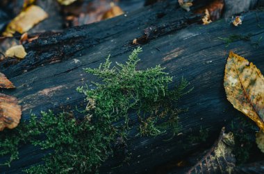 Siyah ağaç gövdesinde yeşil parlak yosun. Yanmış ağaç gövdesi. Yaşam konsepti.
