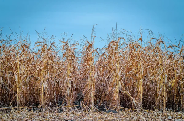 Sonbahar tarlasında kuru mısır tarlaları. Mavi gökyüzü arka planı. Sonbaharda mısır tarlası. Tarım