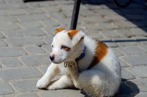 Pequeño Perro Blanco Lindo Con Manchas Rojas Tomando Sol Mascotas —  Fotos de Stock