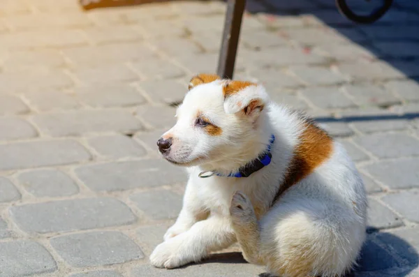 Pequeño Perro Blanco Lindo Con Manchas Rojas Tomando Sol Perro —  Fotos de Stock