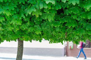 Şemsiye şeklinde yemyeşil akçaağaç tacı. Parkta yürü. Güneş koruması.