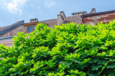 Yeşil ağaç dallarının arasından eski çatı manzarası. Yeşil akçaağaç yaprakları. Bulanık arkaplan.