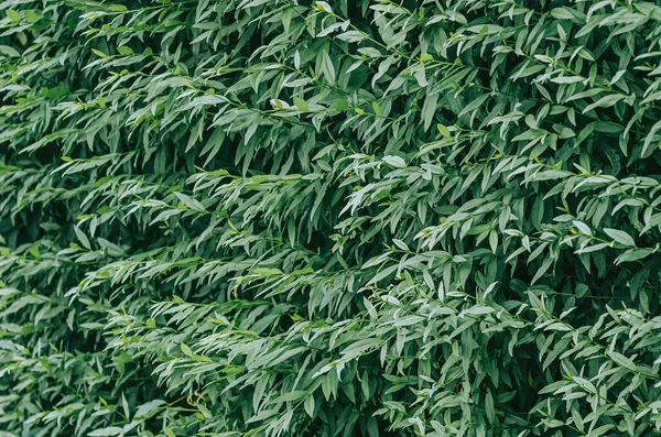 Πράσινη Αφηρημένη Υφή Φυσικό Υπόβαθρο Πολλά Πράσινα Επιμήκη Φύλλα Κλαδιά — Φωτογραφία Αρχείου