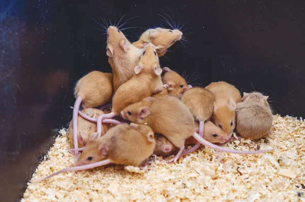 Muitos Ratos Caixa Serradura Reprodução Ratos Colina Com Ratos — Fotografia de Stock