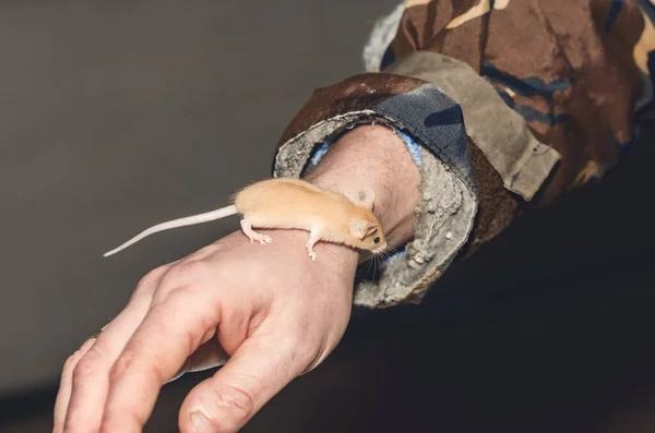 Mała Beżowa Myszka Męskiej Ręce Dzielny Zwierzak — Zdjęcie stockowe
