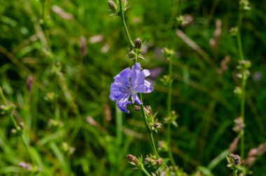 Mavi yabani çiçek. Narin yaprakları olan bir çiçek. Bulanık arkaplan