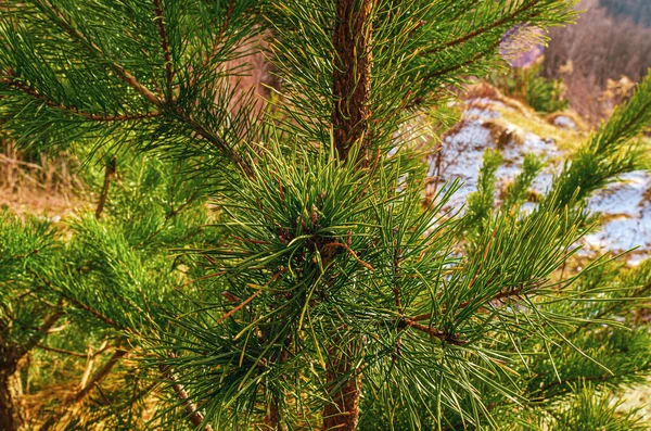 Close View Green Pine Tree Long Fluffy Needles Blurred Background — Stock Photo, Image