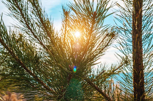 Sunbeams Break Long Green Pine Needles Beautiful Winter Landscape — Stock Photo, Image