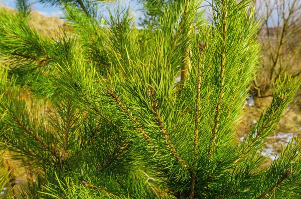 Bright Green Pine Branches Close Evergreen Trees — Stock Photo, Image
