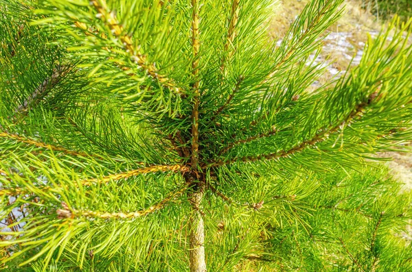 Bright Green Pine Branches Close Evergreen Trees — Stock Photo, Image