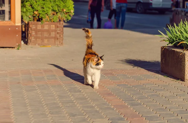 三色の猫が歩道を歩く 友好的な動物だ 都市景観 — ストック写真