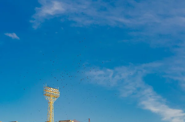 Sok Madár Stadion Reflektorfénye Felett Égen Messziről — Stock Fotó