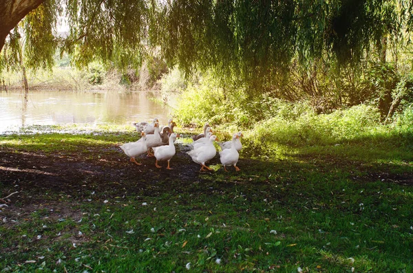 Flock Geese Returns River Rural Landscape Poultry — Stockfoto