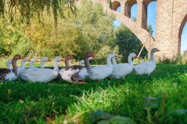 Birkaç gri ve beyaz kaz yüksek köprünün yanından geçer. Kümes hayvanları ile kırsal yaz manzarası.