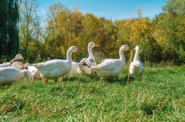 Beyaz ve gri yerli kazlar yeşil çimlerle çimenlikte otlarlar. Kümes hayvanları bakımı. Sonbahar ormanı ve mavi gökyüzünün arka planı