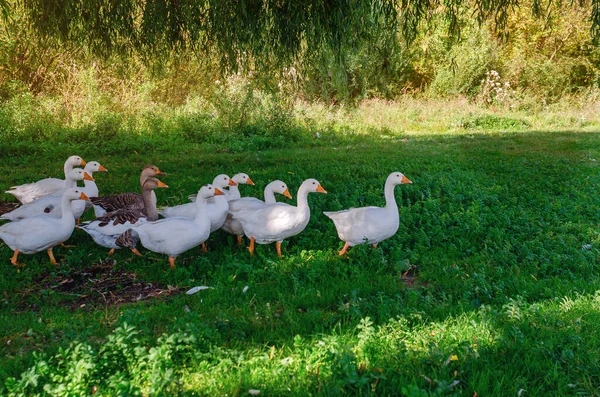 Manada Gansos Blancos Grises Hierba Verde Bajo Sauces Varias Aves — Foto de Stock