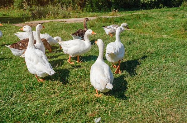 White Gray Domestic Geese Graze Lawn Green Grass Poultry Care — 스톡 사진