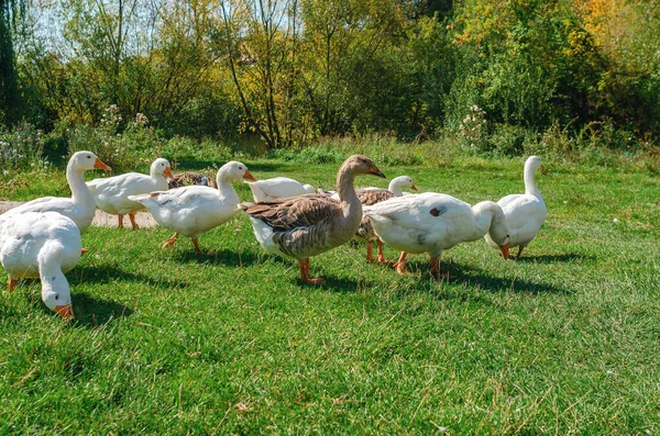 Sunny Summer Landscape Domestic Geese Meadow Geese Graze Green Grass — 스톡 사진