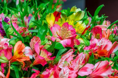 Astromerya. Parlak renkli çiçek buketi. Yakın çekim görünümü