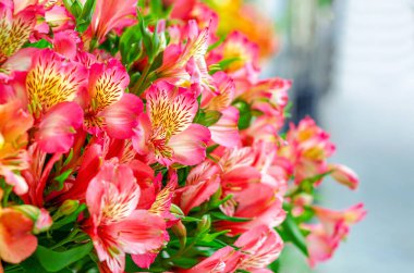Astromerya. Parlak renkli çiçek buketi. Bulanık arkaplan