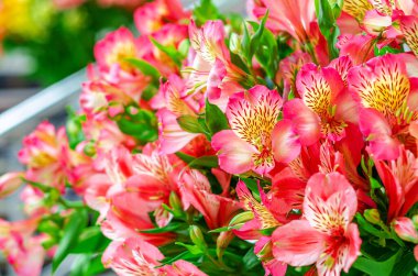 Parlak çiçeklerin şenlikli buketi. Astromerya. Bulanık arkaplan