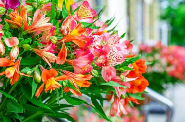 Çiçekli tebrik kartı. Parlak çiçeklerin şenlikli buketi. Astromerya.