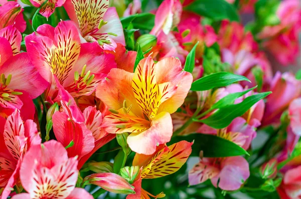 Çiçek arkaplan. Astromerya. Parlak renkli çiçek buketi. Yakın çekim görünümü