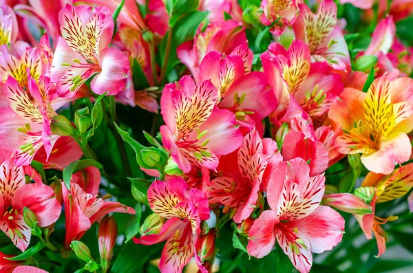 Floral Background Astromeria Bright Bouquet Colored Flowers Close View — Foto Stock