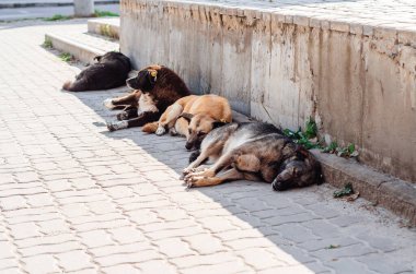 Sokak köpekleri kaldırımda yatar, sokakta uyur, şehirde sıcak bir gün