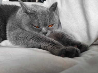 Gri İngiliz kedisi kanepede dinleniyor.