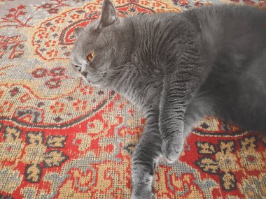 Gray British breed pussy lies resting on a mat on floor