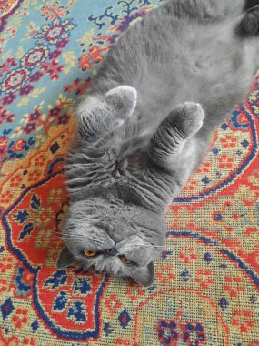 Gray British breed pussy lies resting on a mat on floor