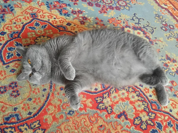 Gray British breed pussy lies resting on a mat on floor