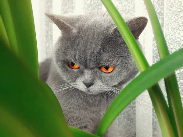 Grijs Brits Kattenkop Ras Zit Nabij Groen Loof — Stockfoto